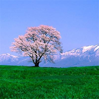 鏖战三国手游满v版下载
